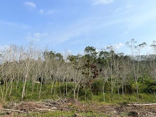 For sale land in Takua Thung, Phang Nga
