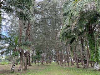 ขาย ที่ดิน ใน เหนือคลอง, กระบี่