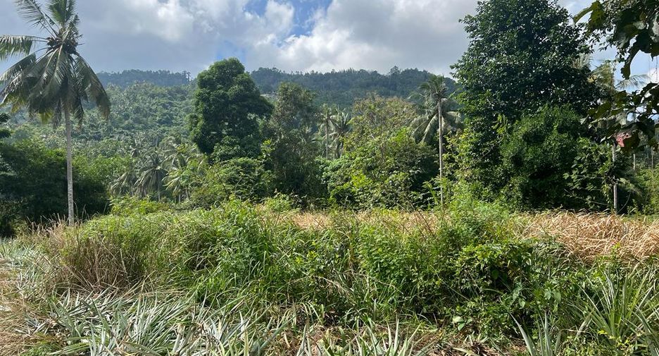For rent and for sale land in Ko Samui, Surat Thani