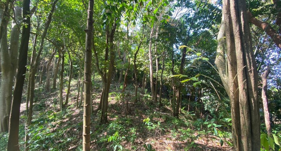 À vendre terrain à Mueang Phuket, Phuket