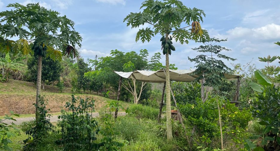 For sale 1 bed house in Takua Thung, Phang Nga