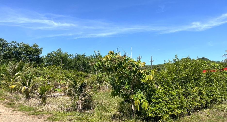 For rent land in Takua Thung, Phang Nga