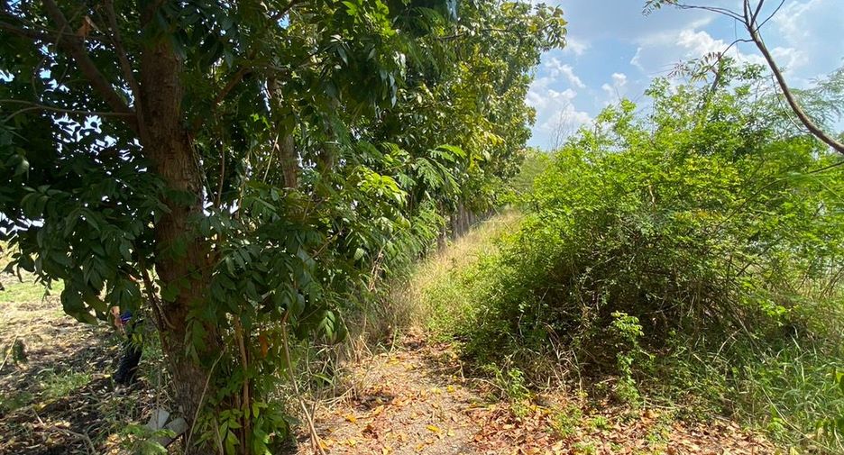 ขาย ที่ดิน ใน ศรีเทพ, เพชรบูรณ์