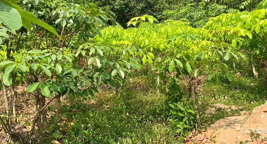 Terreno en venta en Takua Thung, Phang Nga