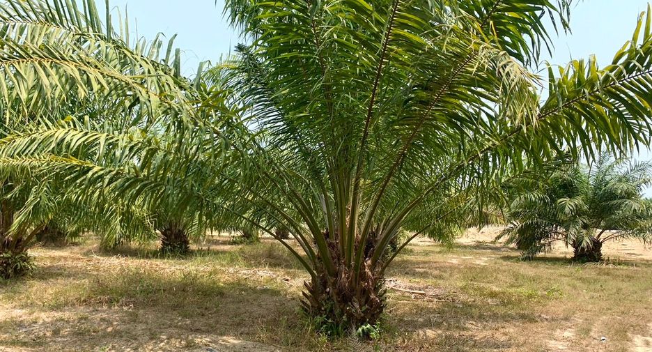 Terreno en venta en Takua Thung, Phang Nga