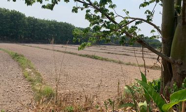 For sale land in Chiang Kham, Phayao