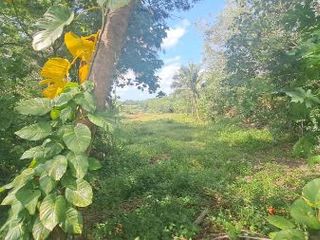 For sale land in Ron Phibun, Nakhon Si Thammarat