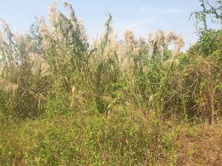 ขาย ที่ดิน ใน เมืองเชียงราย, เชียงราย