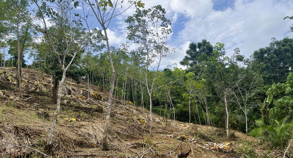 For sale land in Takua Thung, Phang Nga