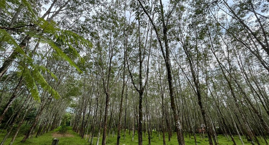 For sale land in Thalang, Phuket