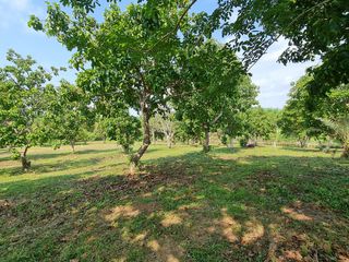 For sale land in Mueang Chiang Rai, Chiang Rai