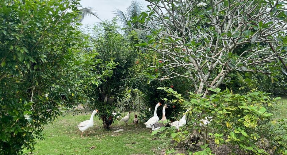 For sale 3 bedrooms house in Thai Mueang, Phang Nga