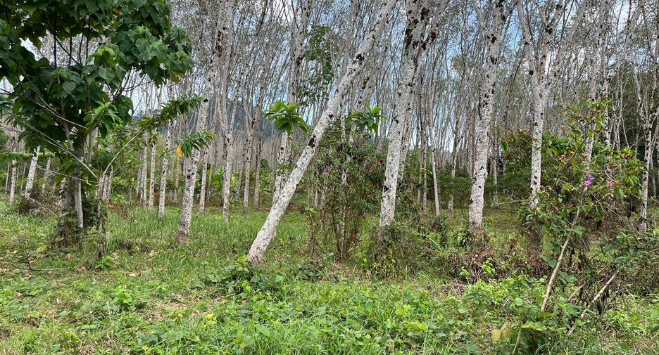 For sale land in Thalang, Phuket