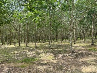 For sale land in So Phisai, Bueng Kan