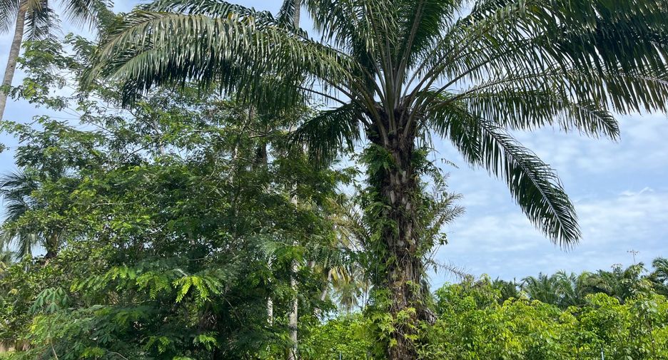 Terreno en venta en Thai Mueang, Phang Nga