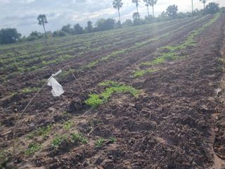 For sale land in Non Sung, Nakhon Ratchasima