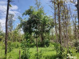 出售 土地 在 Ban Hong, Lamphun