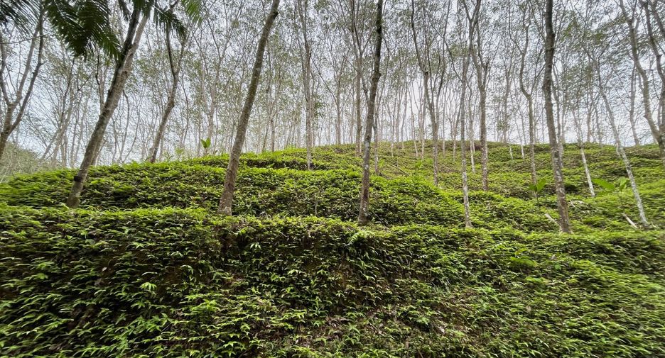 For sale land in Takua Thung, Phang Nga