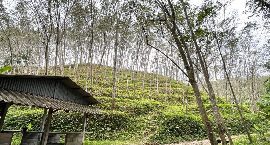 For sale land in Takua Thung, Phang Nga