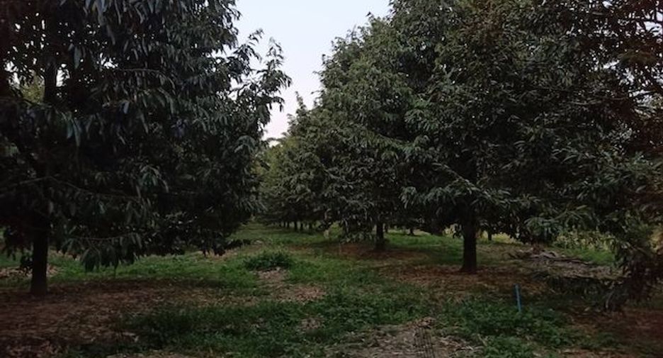 For sale land in Thung Tako, Chumphon