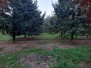 For sale land in Thung Tako, Chumphon