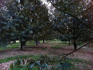 For sale land in Thung Tako, Chumphon