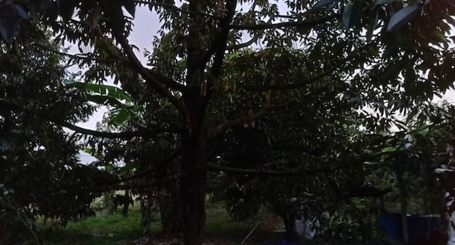 For sale land in Thung Tako, Chumphon
