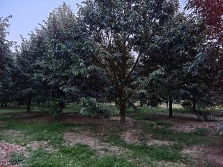 For sale land in Thung Tako, Chumphon