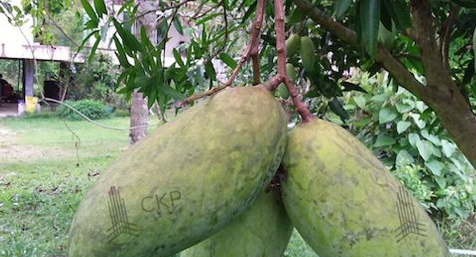 For sale land in Thung Tako, Chumphon