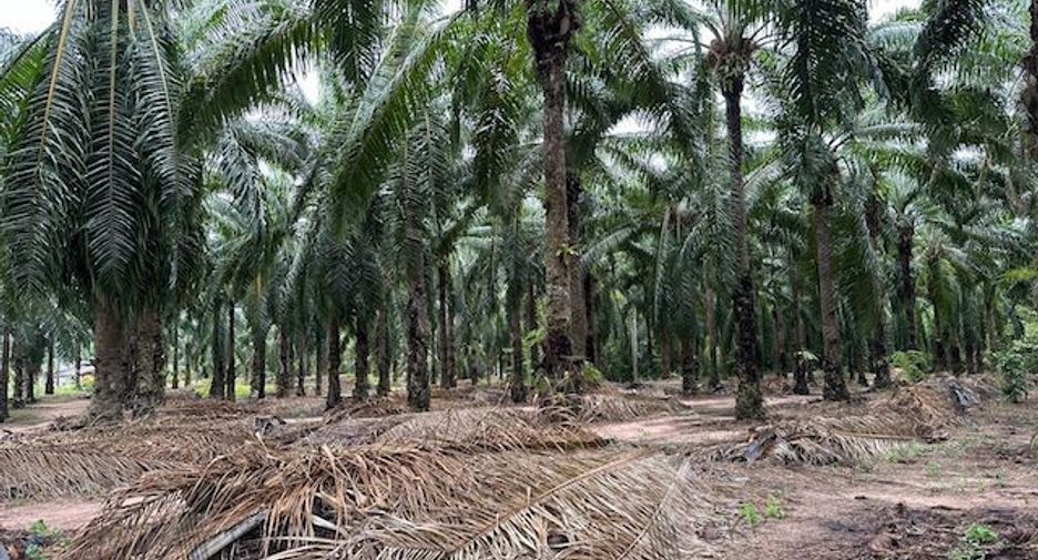 For sale land in Lamae, Chumphon