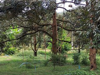 For sale land in Klaeng, Rayong