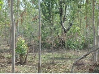 For sale land in Mueang Chaiyaphum, Chaiyaphum