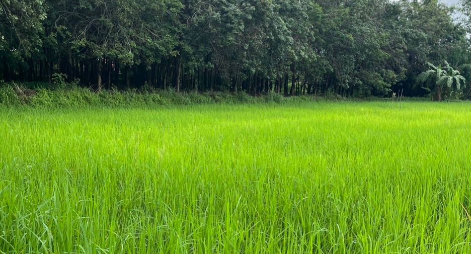 For sale 5 bed house in Phon Phisai, Nong Khai