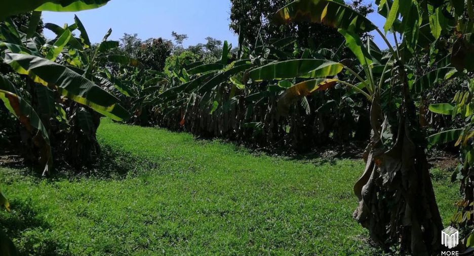 For sale land in Ban Thi, Lamphun