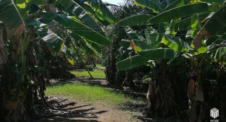For sale land in Ban Thi, Lamphun