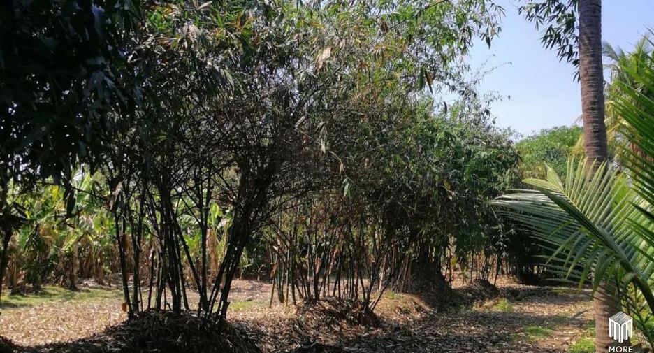 For sale land in Ban Thi, Lamphun