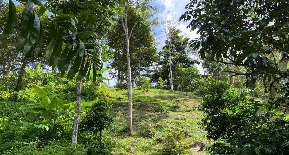 For sale land in Thalang, Phuket