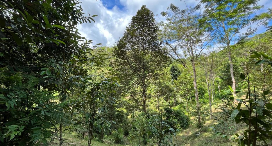For sale land in Thalang, Phuket