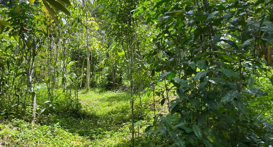 For sale land in Thalang, Phuket