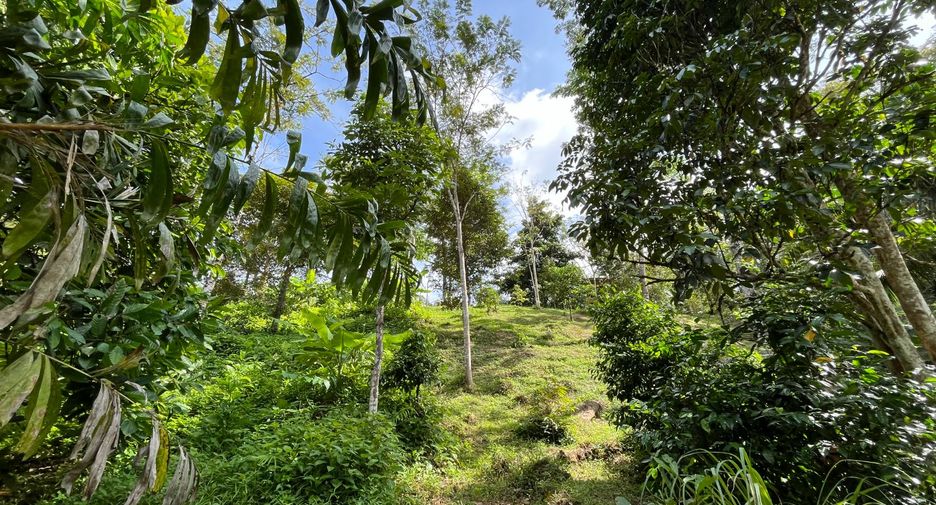 For sale land in Thalang, Phuket