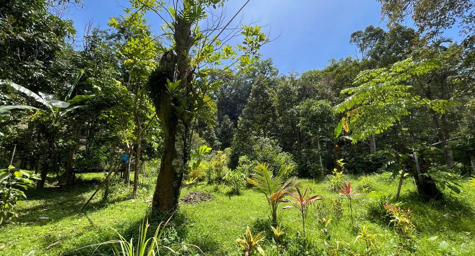 For sale land in Thalang, Phuket