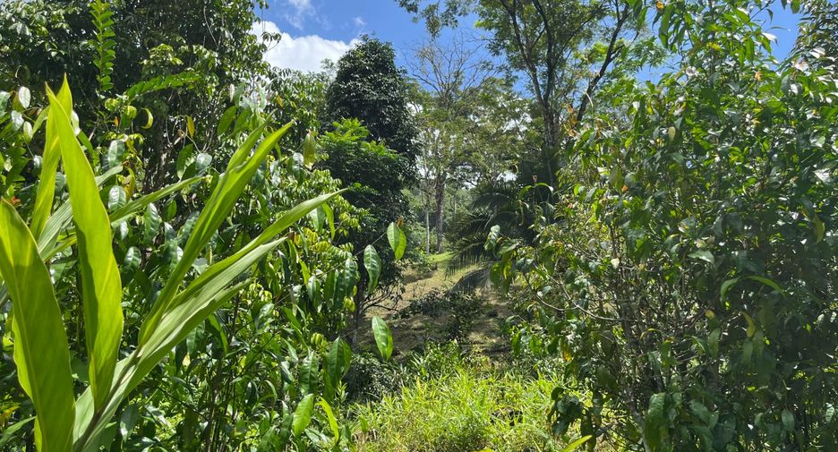 For sale land in Thalang, Phuket