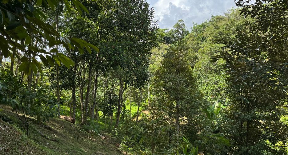For sale land in Thalang, Phuket