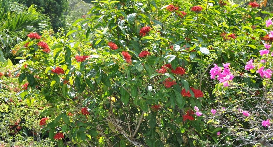 Eden Villa Kamala