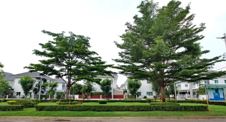 Lanceo Crib Pinklao-Rama 5