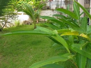 Les Cocotiers