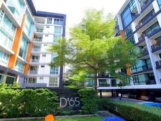 D 65