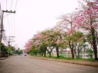 สินธร รังสิต