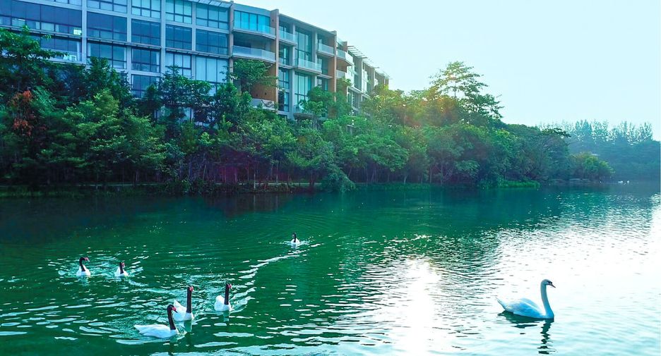 Swan Lake Khao Yai