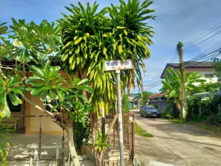 Keha Lampang